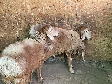 Продам с/х животных: Продаю | Ягненок, Баран (самец) | Гиссарская, Эдильбаевская, Арашан | На забой, Для разведения, Для шерсти | Племенные, Осеменитель — 4