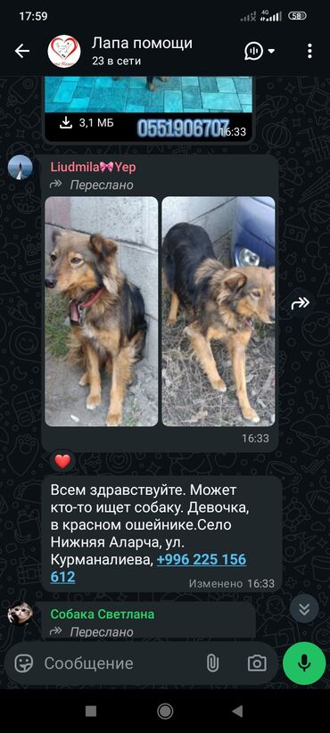 Отдам даром собаку: ‼️‼️‼️срочно нужен любящий хозяин номера телефонов указаны на фото at lalafo.kg — 14 Отдам даром собаку: ‼️‼️‼️срочно нужен любящий хозяин номера телефонов указаны на фото — 14