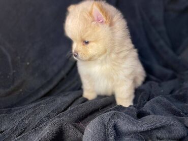 974 ads for count | lalafo.gr: Pomeranian puppies beautiful Pomeranian puppies male and female, 12