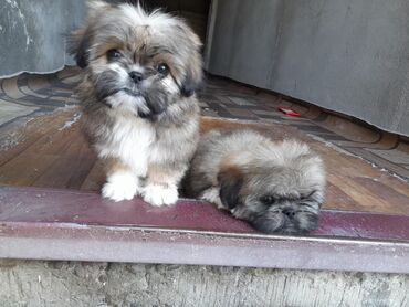 heyvan bazari itler: Pekines, 1 ay, Erkek, Ödənişli çatdırılma