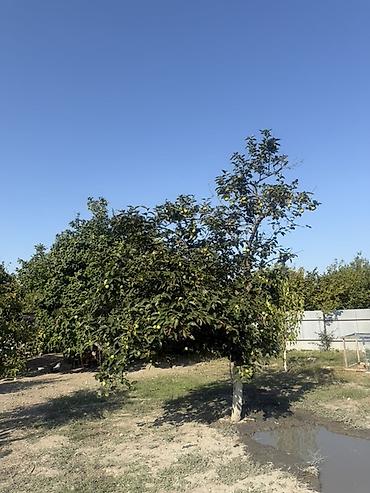 Torpaq sahələrinin satışı: 25 sot, Tikinti, Mülkiyyətçi, Kupça (Çıxarış) — 16