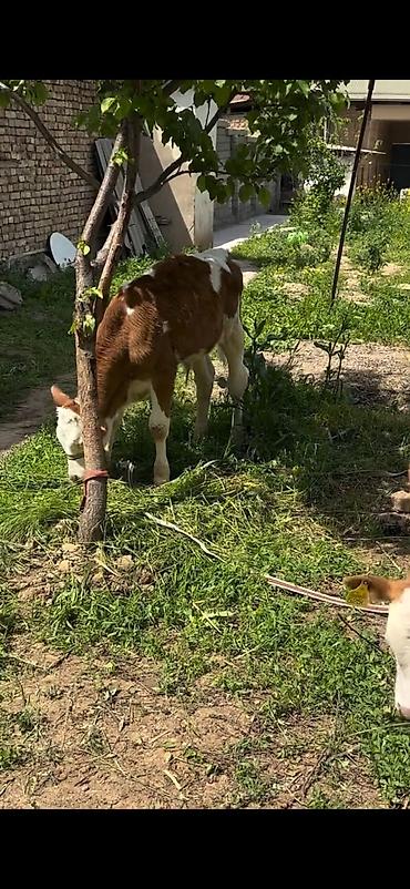Dana, buzov: 2 baş simmental tipli dana - Növ: ətlik-südlük istiqamətli simmental — 10