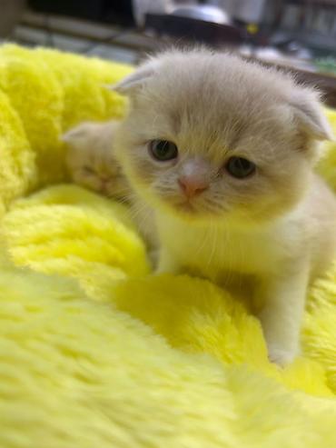 Pişiklər: Şotland — 6