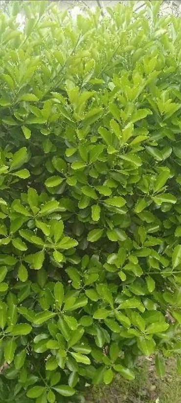 en gozel dibcek gulleri: Ṣimṣad uzunlugu 1.50sm 3 eded var — 2