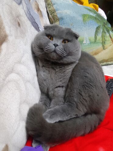 сибирские коты: Вязка вязка