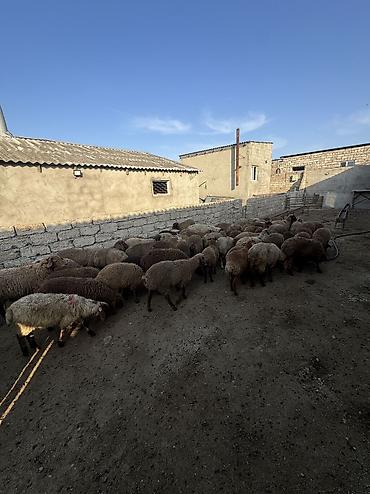 mal qara: Quzu, Erkək, ay: 4, 20 kq, Ətlik, Ünvandan götürmə, Ödənişli çatdırılma — 3