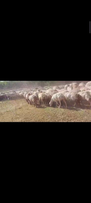 Qoyunlar, qoçlar: Dişi, il: 1, 50 kq, Damazlıq, Ünvandan götürmə