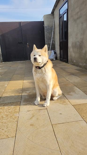 İtlər: Akita-inu — 8