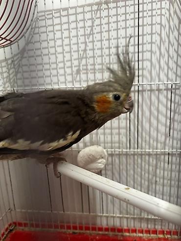 Tutuquşları: Hazır korella cütləri satılır cütü 60 manat hər iki cütü götürən olsa — 7