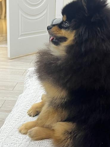 Продажа собак: Шпиц, 2 года, Самец, С прививкой — 2