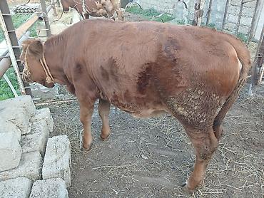 Dana, buzov: Dana, buzov, Dişi, Simental, ay: 7, Damazlıq, Ünvandan götürmə — 8