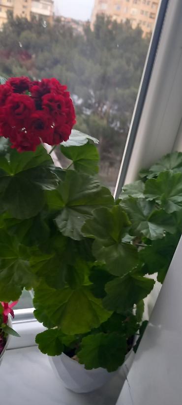 Otaq bitkiləri: Otaq bitkiləri kolleksiyası - Qırmızı-sümbül yarpaqlı oxalis (Oxalis — 2