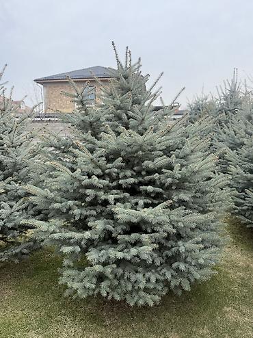 Ель: Продаю Ели голубые от 2-4 метров, колоновидные туи 4 метровые: густые — 40