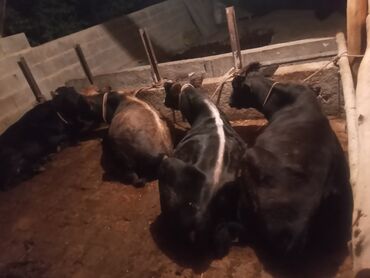 на ферме есть куры козлы и коровы: Продаю | Бык (самец)