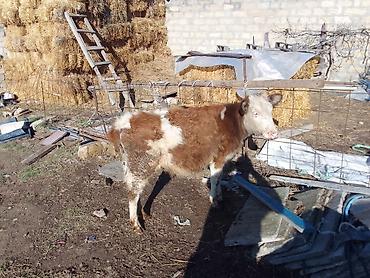 Dana, buzov: Dana, buzov, Dişi, ay: 1, 100 kq, Ətlik, Ünvandan götürmə, Ödənişli çatdırılma — 12