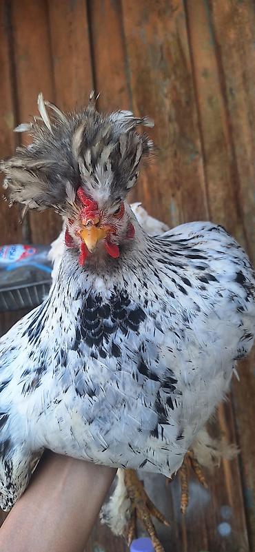 Куры, петухи: Продаю | Куры | Для разведения — 12