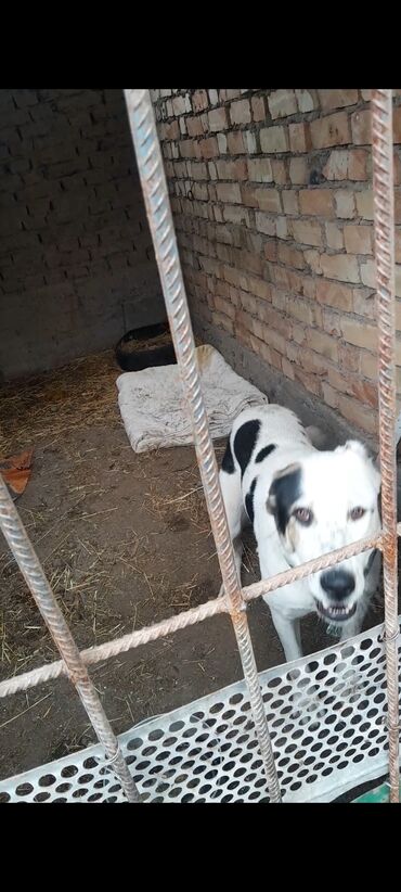 Собаки: Пропала собака сучка алабай селе эпкин