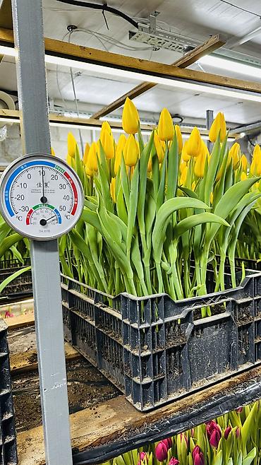 Букеты из живых цветов: ТЮЛЬПАНЫ ТЮЛЬПАНЫ ТЮЛЬПАНЫ на 8 марта. Бронь - Палитра: ярко‑желтые — 16