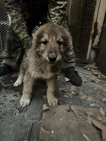 обмен на собаку: Щенки (несколько окрасов) от рабочих родителей. Крепкие, крупные лапы — 1