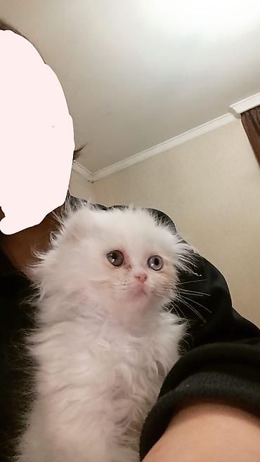 Кошки: Персидская, Самец, Самка, В добрые руки, Доставка в районы, Бесплатная доставка, Платная доставка — 7