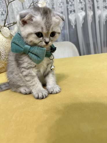 Pişiklər: Şotland, Erkək, Dişi, Ünvandan götürmə -da lalafo.az — 8 Pişiklər: Şotland, Erkək, Dişi, Ünvandan götürmə — 8