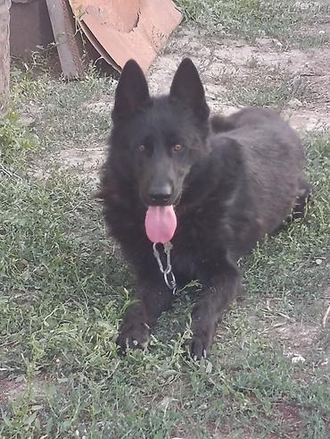 Продажа собак: Немецкая овчарка, 2 года, Самец — 19