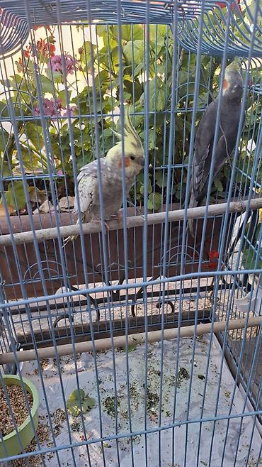 qus sesleri: Nimfa papuqayları (Cockatiel) – cütlük - Növ: Nimfa (Nymphicus — 1