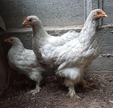 брамо: Продаю | Куры | Брама | Для разведения — 4