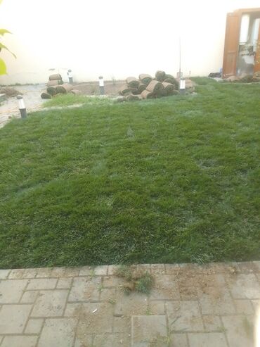 Şitillər: Qazon satışı enli yarpaq danimarka toxumuyla əkilmə qazon satışını -da lalafo.az — 8 Şitillər: Qazon satışı enli yarpaq danimarka toxumuyla əkilmə qazon satışını — 8