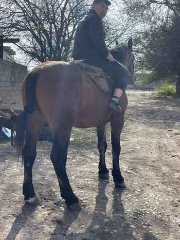 товары для животных: Сатам | Жылкы (эркек) | Союуга, Жумушка, Ат спорту | Асыл тукумдуу