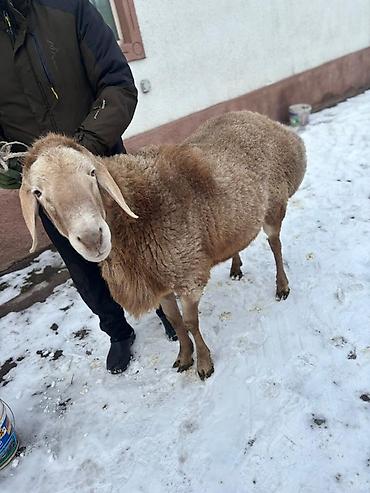 Баран, овца: Продаю | Баран (самец) | Для разведения | Племенные — 6