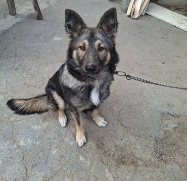 İtlər: 6 ayliqdir.korpelik weklide qoyulub.2-3 dil oyretmiwem otur uzan — 4