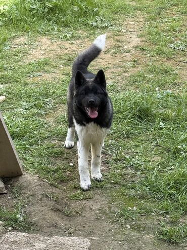 akita iti: Akita-inu, 5 ay, Dişi, Peyvəndli, Ünvandan götürmə