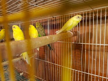 Tutuquşları: Papuqaylar təcili satılır ünvan yeni suraxanı Sarı rəngli — 8