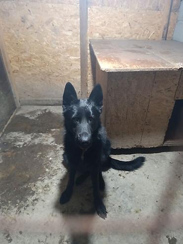 Продажа собак: Немецкая овчарка, 2 года, Самец — 23