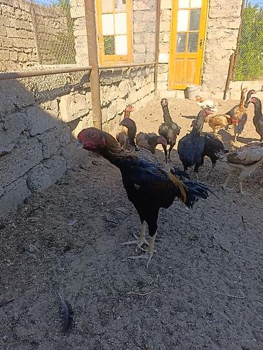 Toyuqlar: Toyuq, Damazlıq — 11
