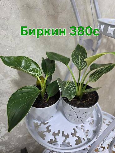 Антуриумы: Антуриум Андре (Anthurium andreanum) - Эффектный комнатный ароид с — 8