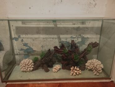 аквариум без рыб: Şüşə akvarium dekorasiyası ilə - Şəffaf şüşədən düz künclü akvarium