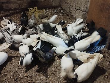 pekines ağ: Ev göyərçinləri – müxtəlif rəng və naxışlarda sürü Məhsul təsviri: - — 2