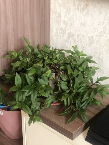 Otaq bitkiləri: Комнатные растения Крестовник — крупные и мини-растения Каменный — 11