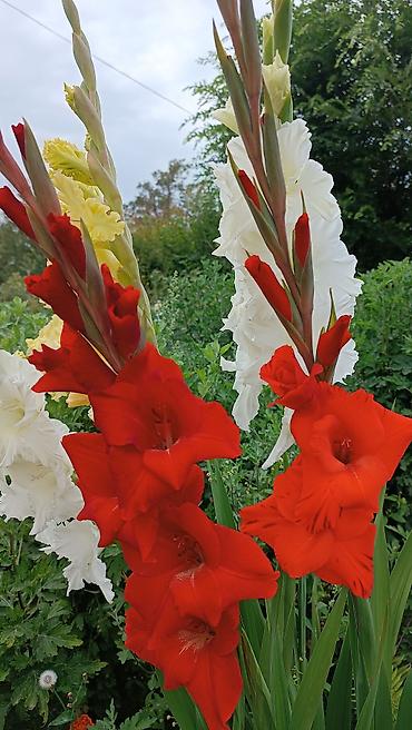 Другие садовые цветы и кустарники: Гладиолусы — срезочные и садовые сорта, показанные на фото: - — 9