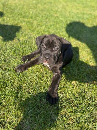 mantil zenski eko: Postanite vlasnik jednog od naših vrhunskih Cane Corso štenaca