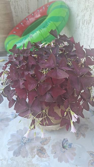 Денежное дерево: Г.Ош продаю цветы по 250 сом — 9