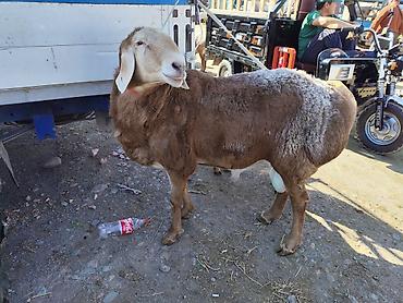 Баран, овца: Продаю | Баран (самец) | Арашан — 5