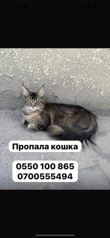 куда можно отдать кошку в бишкеке: Пропала : Мейн-кун