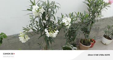 Садовые цветы и кустарники: Саженцы цветка