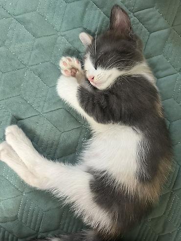 кошка: Котёнок 2 месяца, девочка, есть 1 прививка. ищем заботливую — 2