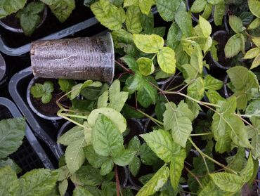 Фрукты и ягоды: Саженцы (есть корень на продажу) ежевики ремонтантной сорта Блек Джем — 4