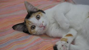 цветы и котика: Кошка даром: Беспородная, 4 месяца, Девочка — 4
