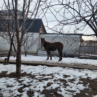 Лошади, кони: Продаю | Конь (самец), Жеребенок | Полукровка, Английская | Для разведения, Конный спорт — 8